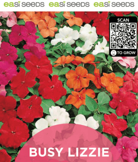 Seed Flower Busy Lizzie Mix