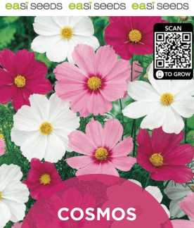 Seed Flower Cosmos Mix