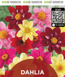 Seed Flower Dahlia Mix
