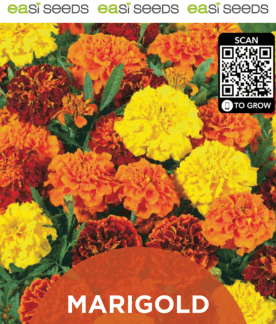 Seed Flower Marigold French Mix