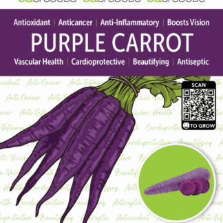 Seed Purple Carrot