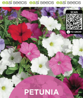 Seed Flower Petunia Mix
