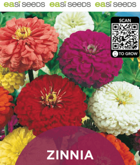 Seed Flower Zinnia Giant Mix